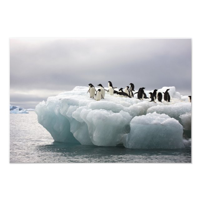 Foto Adelie Penguin Pygoscelis adeliae), (Frente)