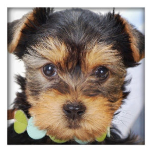Foto Adorable Yorkshire Terrier