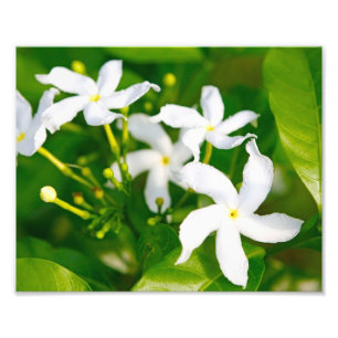 Foto Adorável Pinroda Jasmine