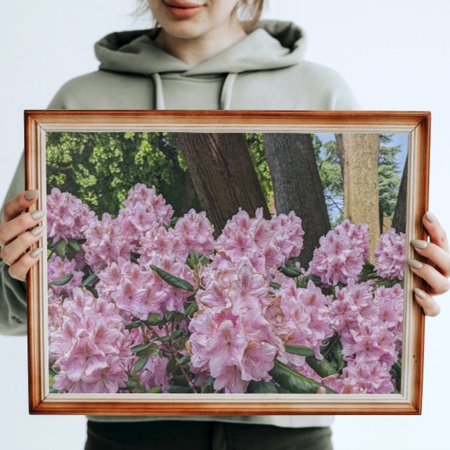 Foto Adorável Rhododendron Rosa Floral (In Situ Framed)