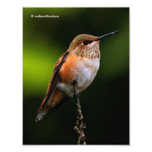 Foto Adorável Rufous Hummingbird no Branch