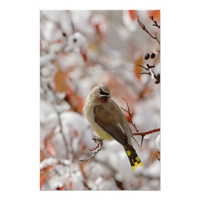 Foto Adulto Cedar Waxwing no espinho com neve, (Frente)