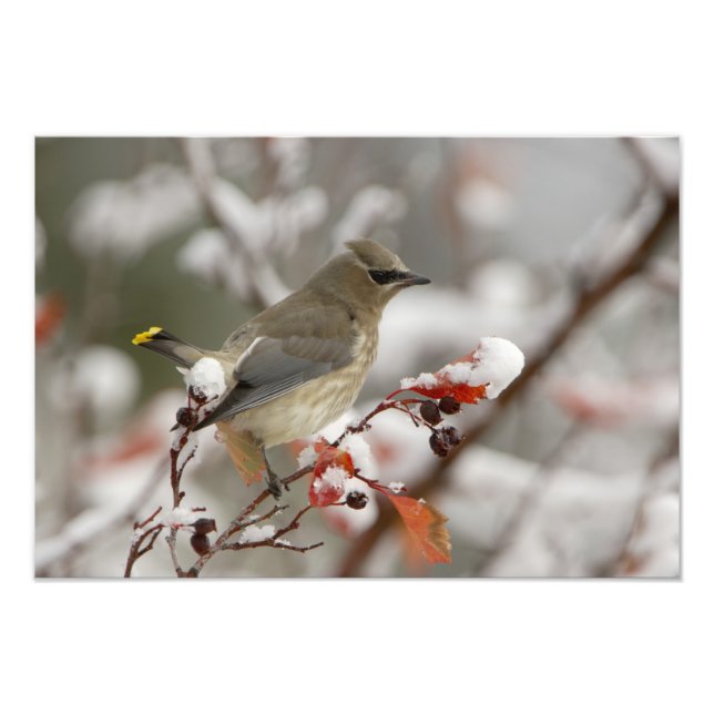Foto Adulto Cedar Waxwing no espinho de neve (Frente)