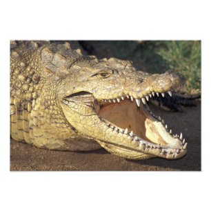 Foto África, África do Sul crocodilo-do-nilo