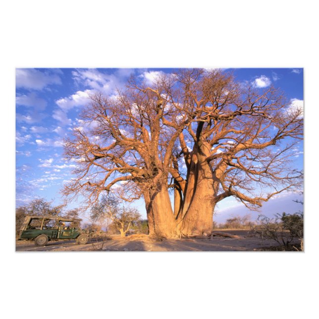 Foto África, Botsuana, Delta do Okavango. Baobá (Frente)