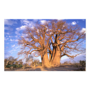 Foto África, Botswana, Okavango Delta. Baobás