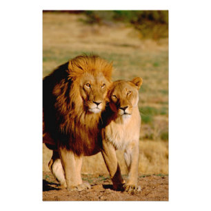 Foto África, Namíbia, Okonjima. Leão & leoa