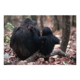 Foto África Oriental, Tanzânia