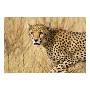 Foto África. Quênia. Guepardo no Samburu NP.