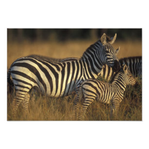 Foto África, Quênia, Reserva de Caça Masai Mara. Planíc