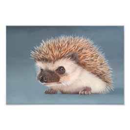 Foto African Pigmy Hedgehog Poster