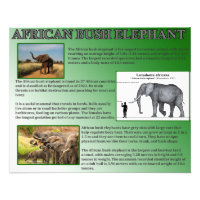 Afro-Bush Elephant