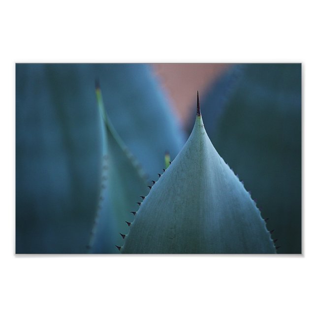 Foto Agave cactus (Frente)