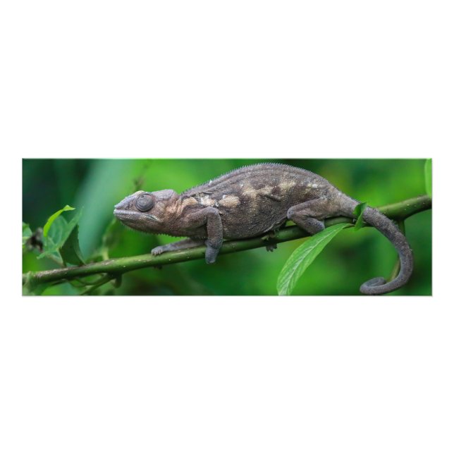 Foto Agrandissements photo (Frente)