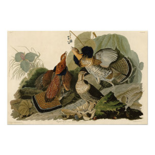 Foto Agrupamento Rachado - das Aves da América de Audub