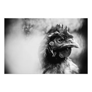 Foto aguardente e frangos 2