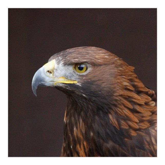 Foto Águia002 (Frente)