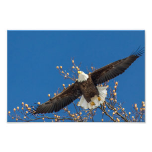 Foto Águia americana acima