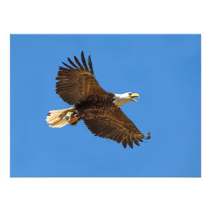 Foto Águia americana do vôo com peixes