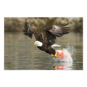 Foto Águia americana explosiva