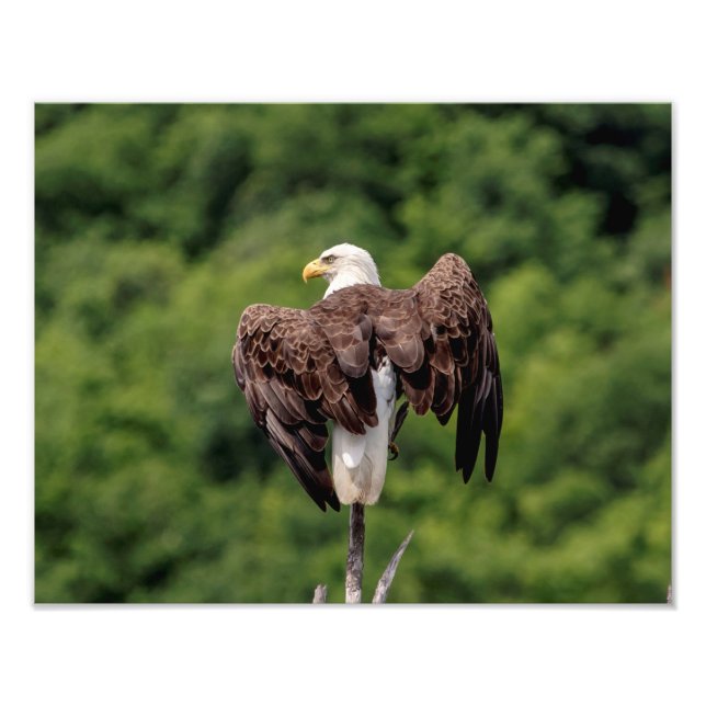 Foto Águia Bald 11x14 em uma ramificação (Frente)