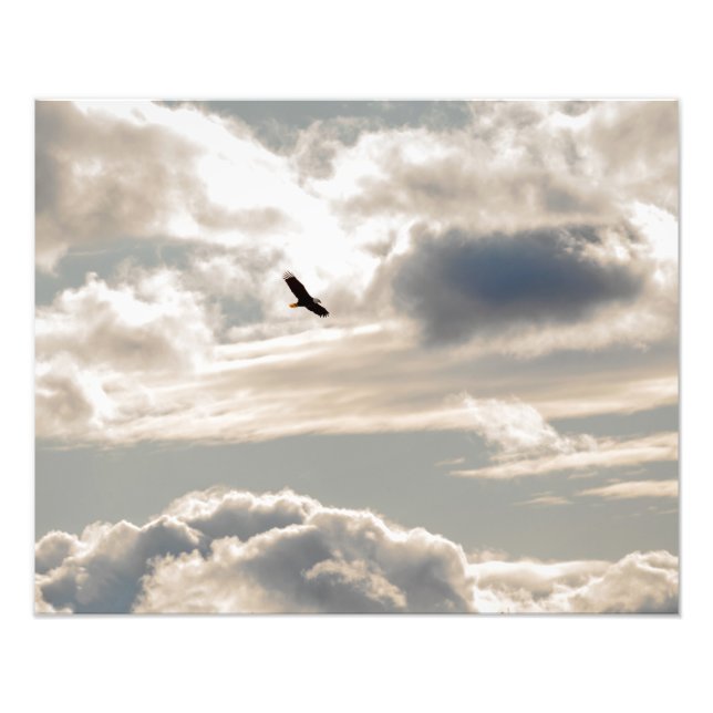 Foto Águia Bald Soaring (Frente)