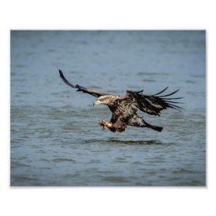Foto Águia Balda imatura mergulhando em peixes