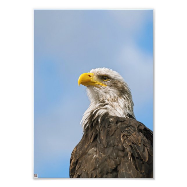 Foto Águia-careca (Frente)