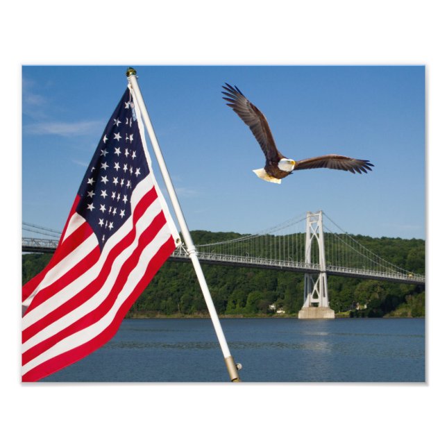 Foto Águia-careca (Orgulho Americano) (Frente)