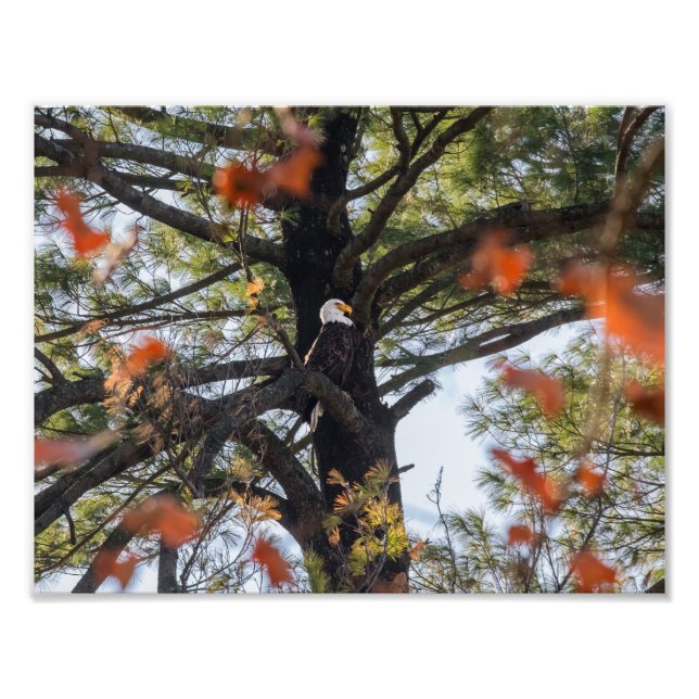 Foto Águia e Folhas Chatas (Frente)