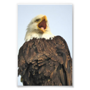 Foto Águia fotográfica 6x4