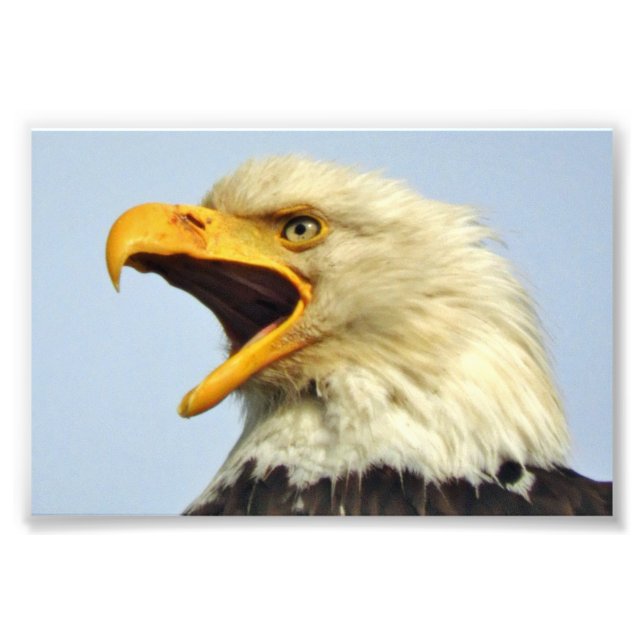 Foto Águia fotográfica 6x4 (Frente)