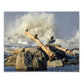 Foto Águias e Água Bruta