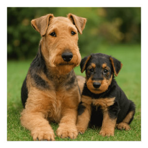 Foto Airedale Terrier Com Puppy