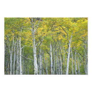 Foto Álamos outonais na passagem de McClure no Colorado