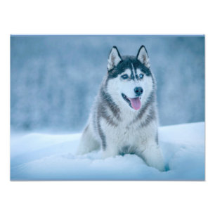 Foto Alaskan Malamute caminhando em campo de neve