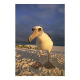 Foto Albatroz-de-laysan, Diomedea immutabilis),