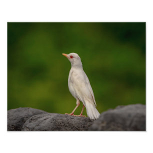 Foto Albino Robin em Crown Point 14x11