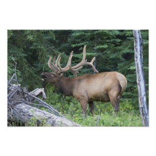 Foto Alce bramando no Parque Nacional Banff, Canadá.