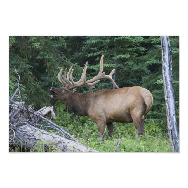 Foto Alce bugling no Parque Nacional Banff, Canadá. (Frente)