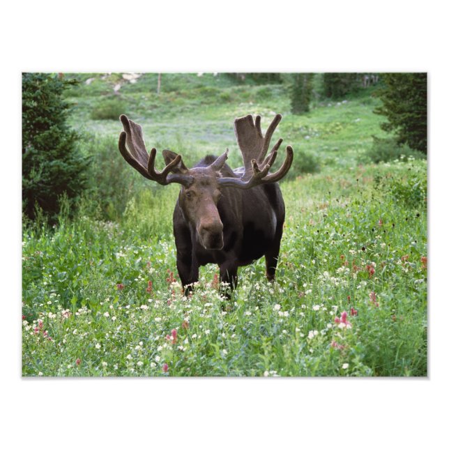 Foto Alce macho Alces alces) em flores silvestres, (Frente)