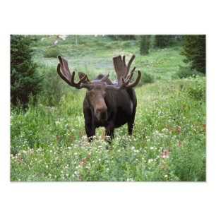 Foto Alce macho Alces alces) em flores silvestres,