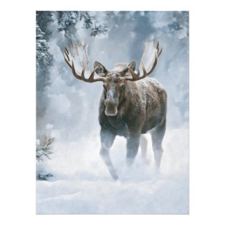 Foto Alce Macho Caminhando pela Neve Boreal