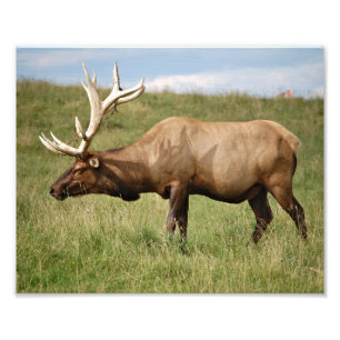 Foto Alces