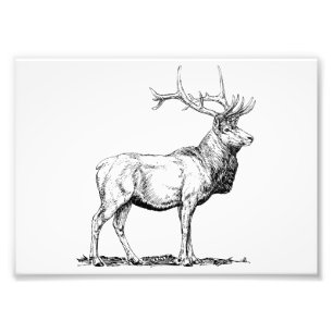Foto Alces