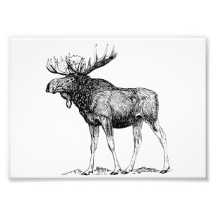 Foto Alces