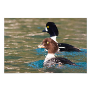 Foto Alertar Goldeneye