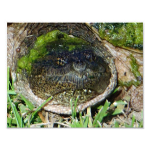 Foto Algas Face Snapper Turtle