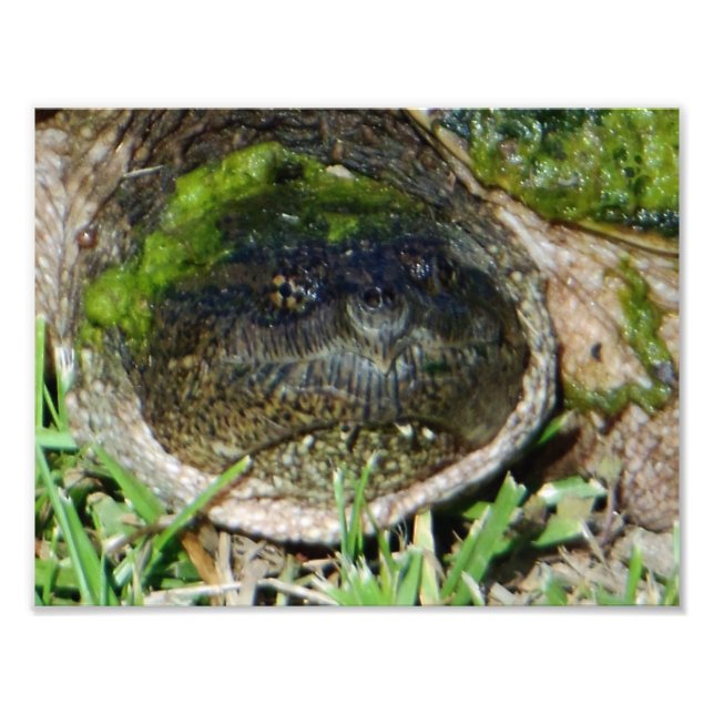 Foto Algas Face Snapper Turtle (Frente)