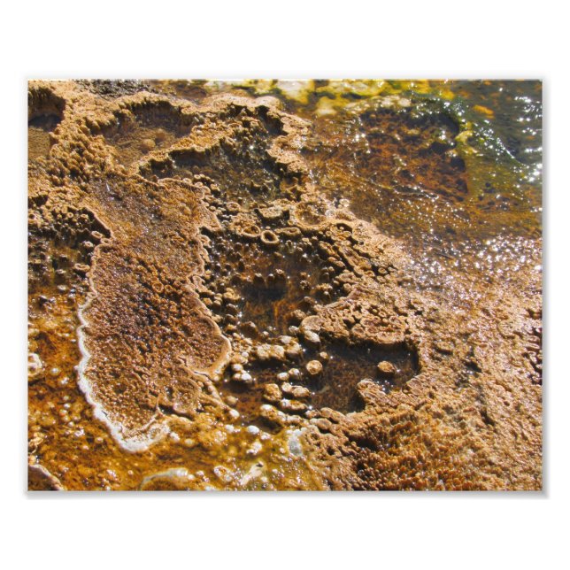 Foto Algea piscina (Frente)